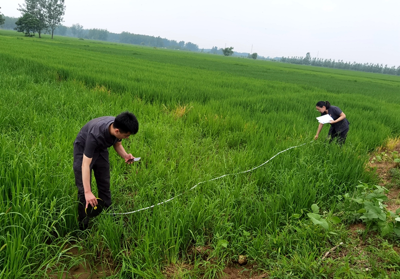 7月27日 新沂法院馬陵山法庭田間地頭巡回審理土地承包糾紛案，庭審前，法官王雪蓮前往爭議地塊現場調查，組織雙方當事人就爭議地塊的位置分別進行確認、測量記錄，便于充分了解爭議地塊現狀以及矛盾糾紛爭議點。.jpg